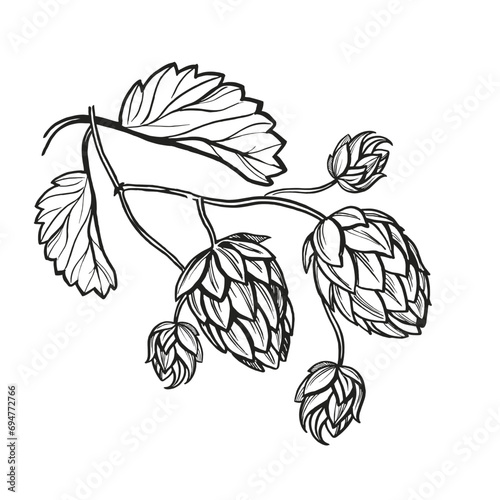 Hand drawn vector sketch of hop plant with leaves and buds, craft beer ingredients, black and white illustration of branch humulus lupulus, inked illustration isolated on white background