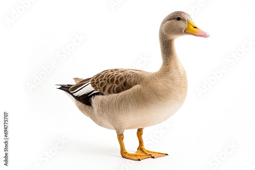 Duck isolated on white background