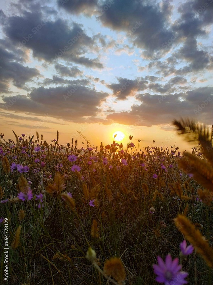 Naklejka premium sunset over the field