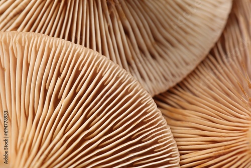 Raw forest mushrooms as background, macro view