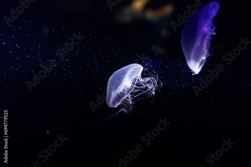 Wallpaper Mural 水族館　クラゲ Torontodigital.ca