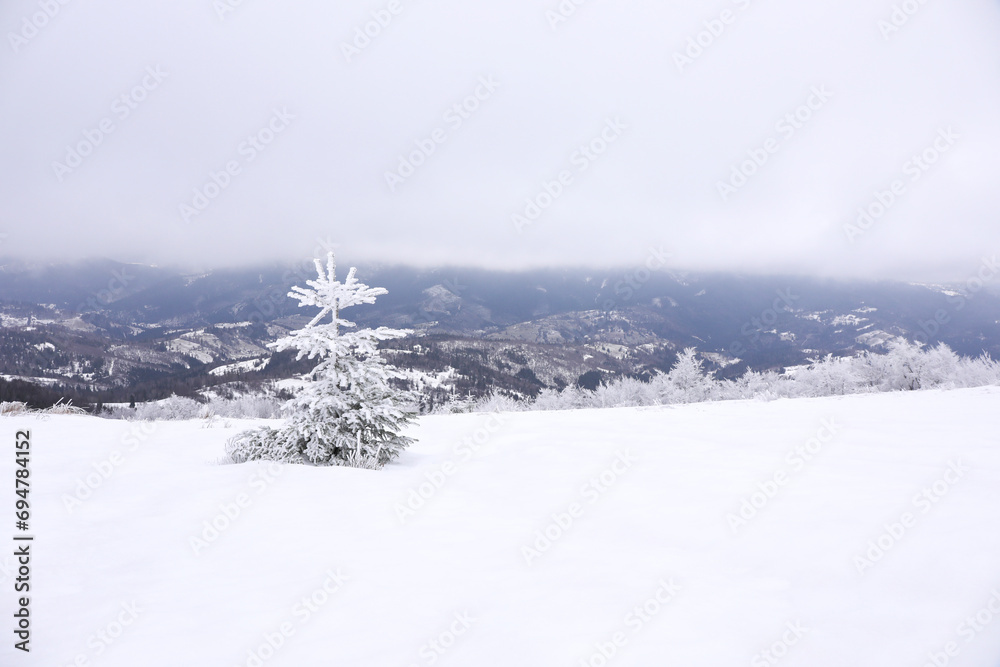Beautiful view of fir tree covered with hoarfrost in snowy mountains on winter day Beautiful view of fir tree covered with hoarfrost in snowy mountains on winter day