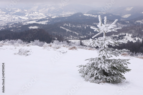 Beautiful view of fir tree covered with hoarfrost in snowy mountains on winter day