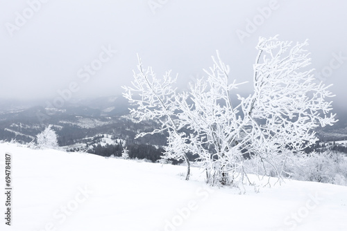 Picturesque view of trees covered with snow in mountains on winter day