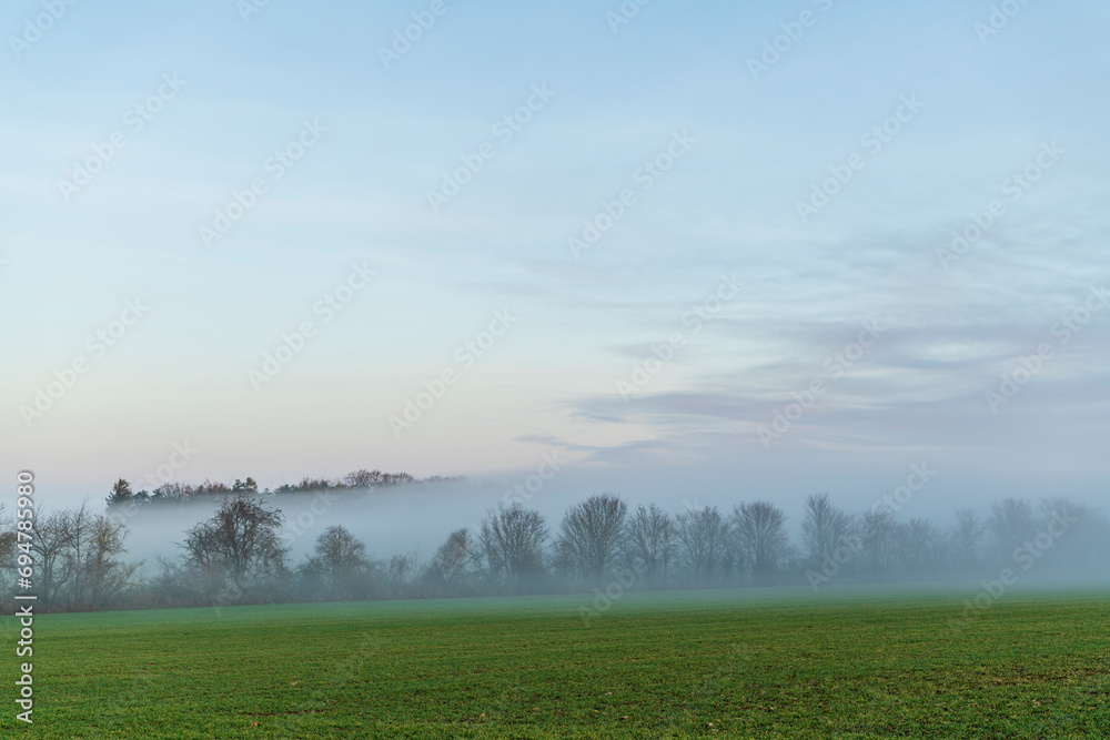 Fototapeta premium trees in morning fog