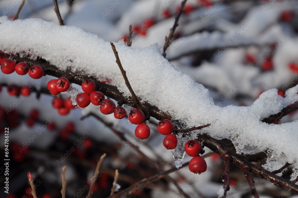 Piękne zimą, krzewy z kolorowymi owocami dekoracją w ogrodach. - obrazy, fototapety, plakaty 