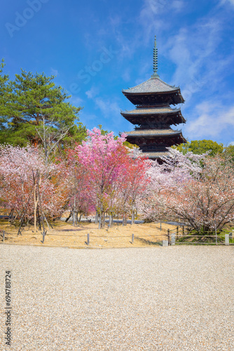 Ninnaji is one of Kyoto's great temples listed as World Heritage Sites famous for Omuro Cherries, late blooming cherry trees.