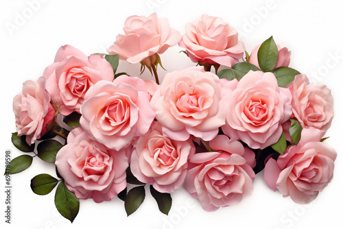 Rose flowers