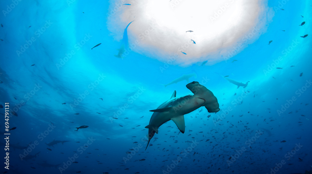 Hammerhead shark (Sphyrnidae) swimming in tropical underwaters. Hammer shark in underwater world