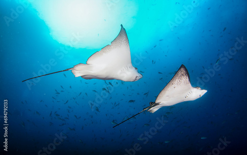 Black spotted eagle rays swimming in tropical underwaters. Mobula ray in underwater world. Observation of animal world. Scuba diving adventure in Ecuador coast of Galapagos © Alex Vog