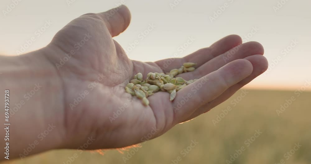 A man's jerk with a handful of wheat rises up to the sun. Caring farmer in his field A man's jerk with a handful of wheat rises up to the sun. Caring farmer in his field