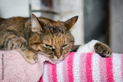 A sad tabby cat with a bandaged paw lies on the feet of its owner photo