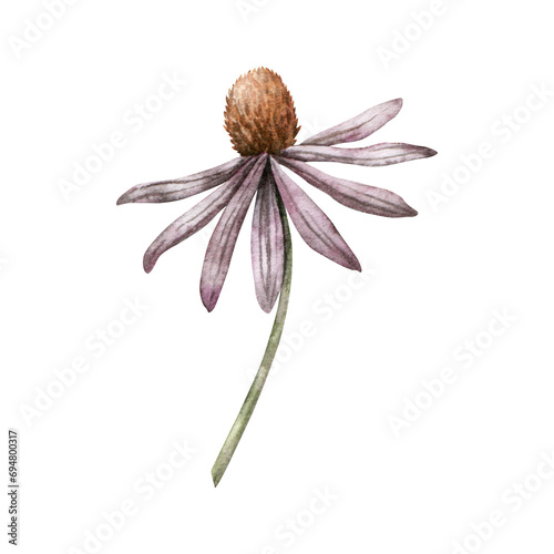 Watercolor rudbeckia. Hand painted coneflowers. Blooming head with brown heart. Botanical illustration for greeting cards, wedding invitations, pack, stationary, decorations.