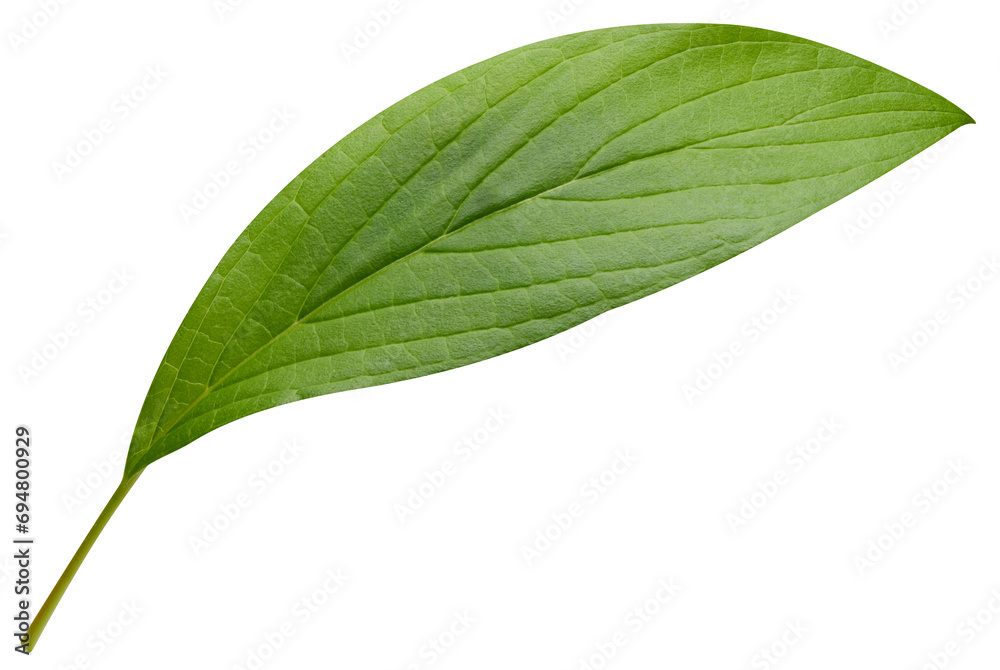 Obraz premium Mango leaf isolated on white background