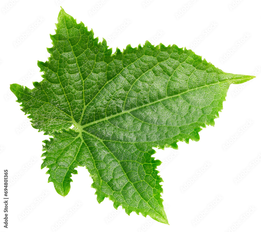 Cucumber leaf isolated Cucumber leaf isolated