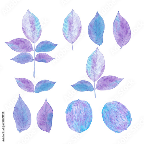 Hand drawn watercolor purple and blue walnut and leaves set isolated on white background. Can be used for card  label  banner and other printed products.