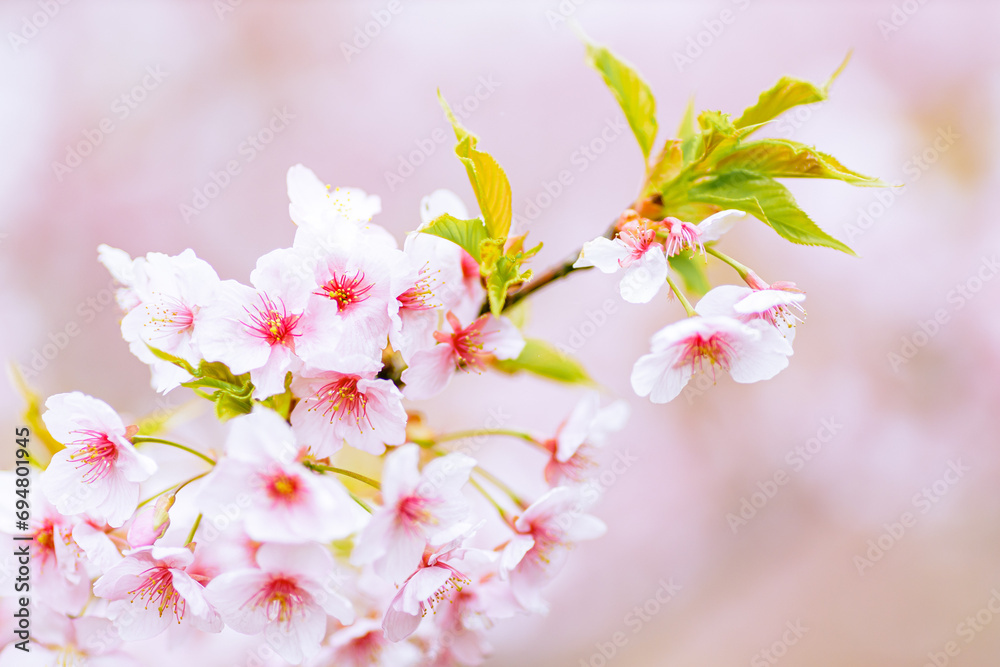 	咲き誇る河津桜のクローズアップ