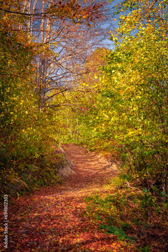 Vertical picture of colorful autumn forest. Stunning morning scene of Carpathian woodland. Trekking in mountains at October. Beauty of nature concept background.. © Andrew Mayovskyy