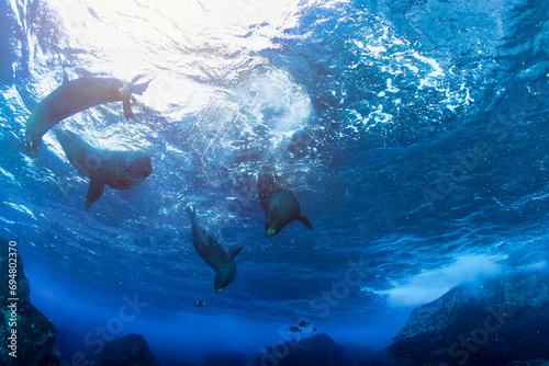 Galapagos fur seal (Arctocephalus galapagoensis) swimming in tropical underwaters. Lion seal in underwater world. Observation of wildlife ocean. Scuba diving adventure in Ecuador coast