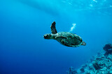 Green sea Turtle (Testudines) mammal swimming in tropical underwaters. Turtles in underwater wild animal world. Observation of wildlife ocean. Scuba diving adventure in Ecuador coast. Copy text space