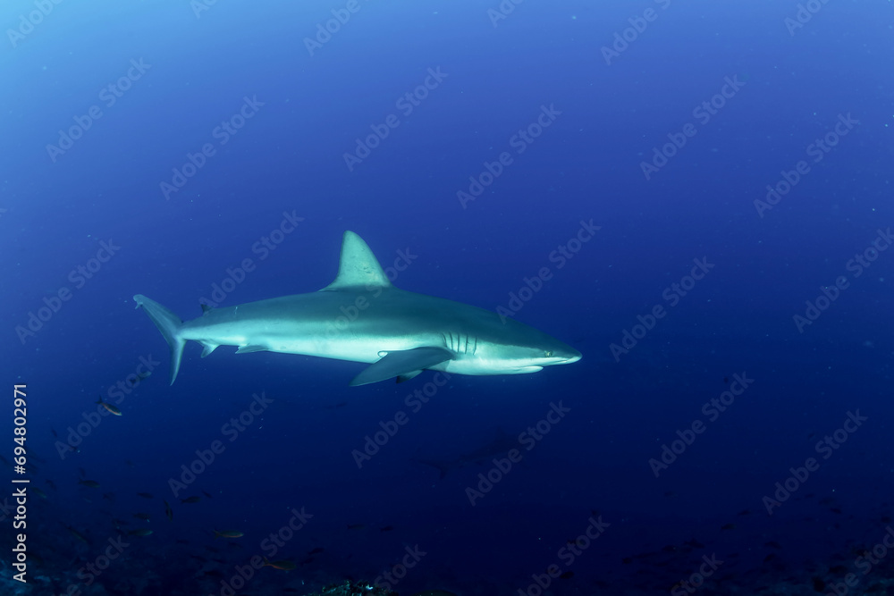 Whitetip reef ocean shark (Triaenodon obesus) mammal swimming in tropical underwaters. Shark in underwater wild animal world. Observation of wildlife ocean. Scuba diving adventure in Ecuador coast