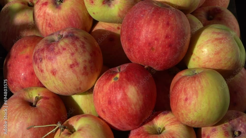 Apple harvest. Autumn fruit. Vitamin food. Red apples with a pink dot. Apple harvest. Autumn fruit. Vitamin food. Red apples with a pink dot.
