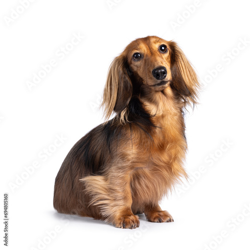 Fototapeta Naklejka Na Ścianę i Meble -  Cute smooth longhaired Dachshund dog aka teckel, sitting up side ways. Looking towards camera. Isolated on a white background.