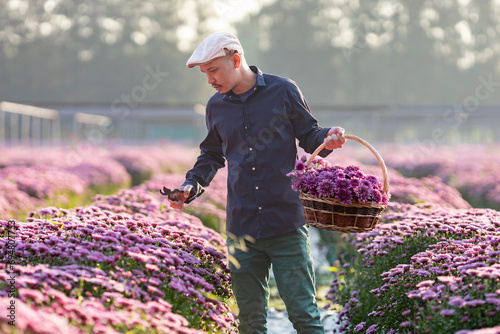 Asian farmer and florist is cutting purple chrysanthemum flower using secateurs for cut flower business for dead heading, cultivation and harvest season concept photo