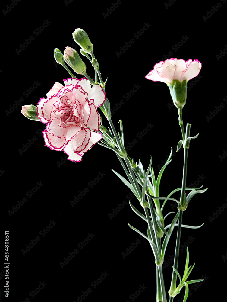 A bouquet of Mother's Day flowers with carnations on a black background A bouquet of Mother's Day flowers with carnations on a black background