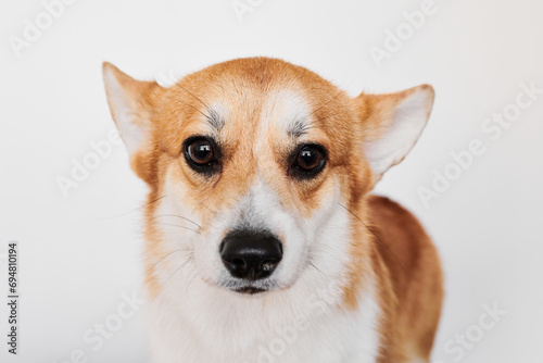 Pembroke Welsh Corgi portrait isolated on white studio background with copy space, purebred dog
