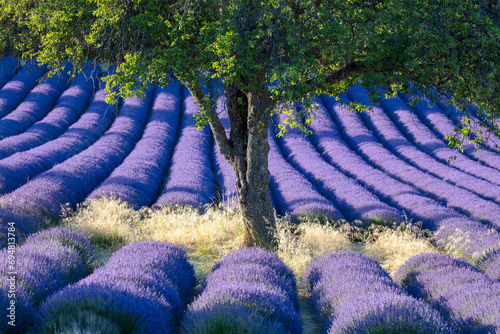 France, Provence-Alpes-Cote d'Azur, Aurel, a tree surrounded by lavender photo