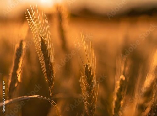 Countryside field background  wheat leaves macro photography