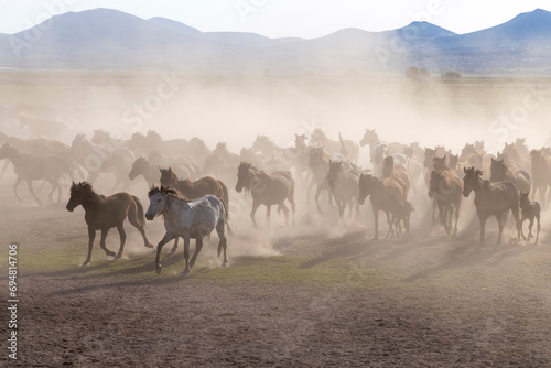 Yilki horses, Cappadocia, Nevsehir Province, Central Anatolia, Turkey photo