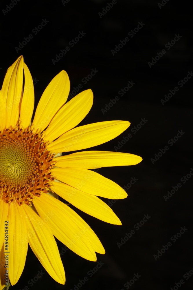 Fototapeta premium A sun flower on a black background