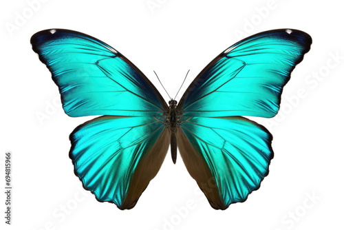 Turquoise Butterfly Isolated On Transparent Background