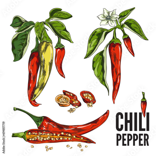 Hand drawn chili peppers set, sketch vector illustration isolated on white background.