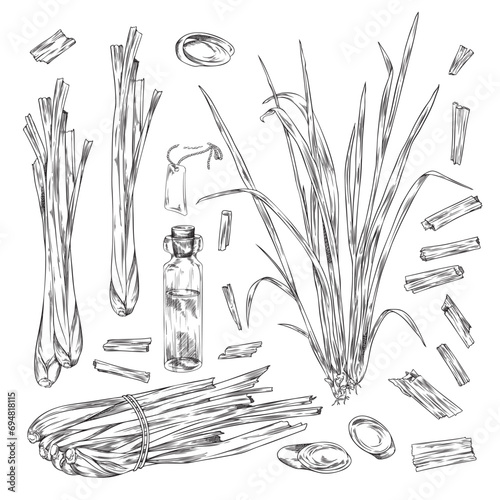 Lemongrass plant black and white illustration in sketch style, isolated on white background.