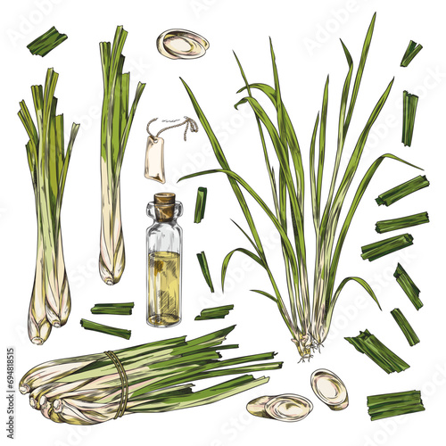 Lemongrass spicy and oil icons, engraving sketch vector illustration isolated.