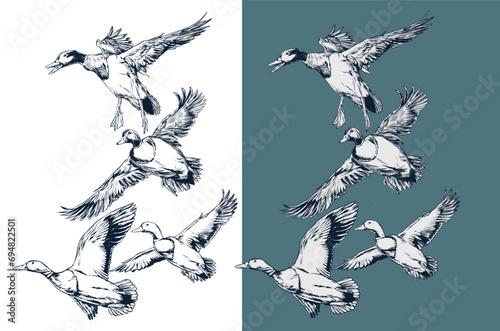 geese illustration ducks (ID: 694822501)