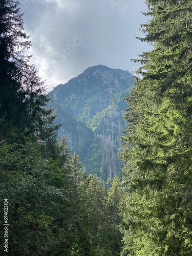 Plakat w ramie Mountain Tree 