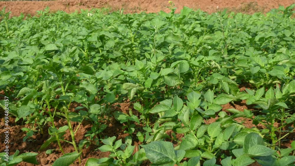 Potato plant in vegetable garden. It is starchy tuber of the plant Solanum tuberosum. Green healthy leaves of young potato plant. The potato is a root vegetable native to the Americas.
Potato plant in vegetable garden. It is starchy tuber of the plant Solanum tuberosum. Green healthy leaves of young potato plant. The potato is a root vegetable native to the Americas.