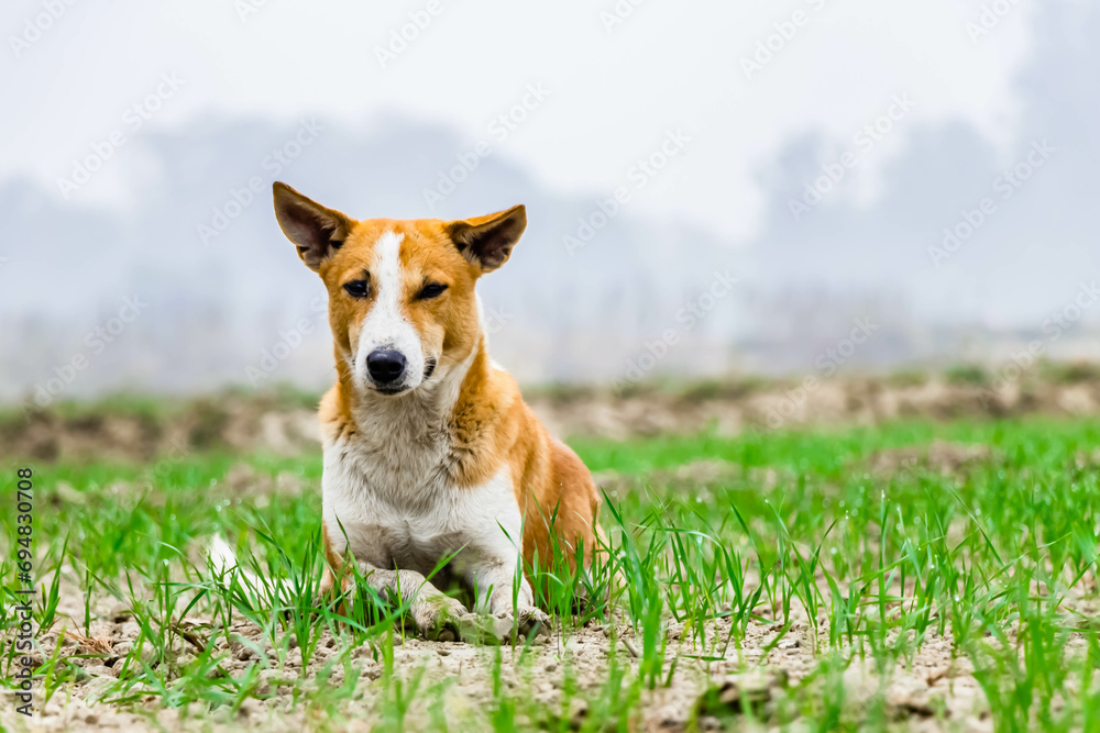Front close up shot of a dog sitting in the field with defocused background.