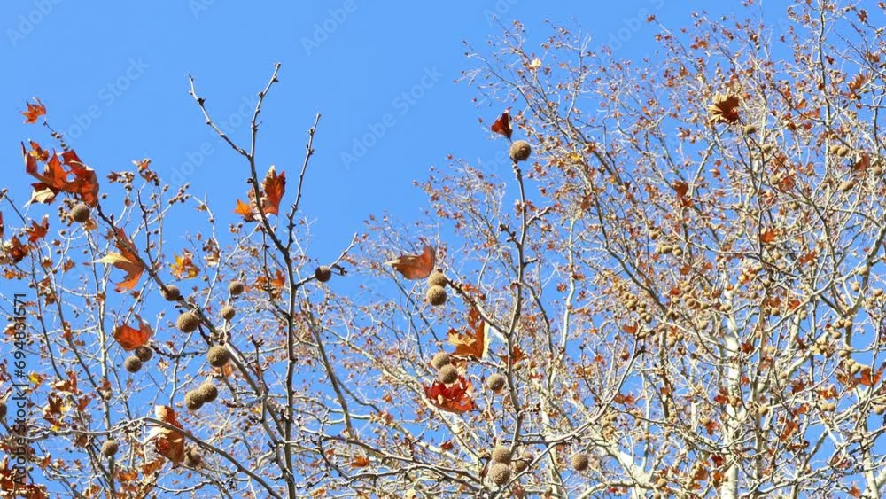 Platanus orientalis with wind. Padana Plain landscape, northern Italy, in the winter month. Platanus orientalis with wind. Padana Plain landscape, northern Italy, in the winter month.