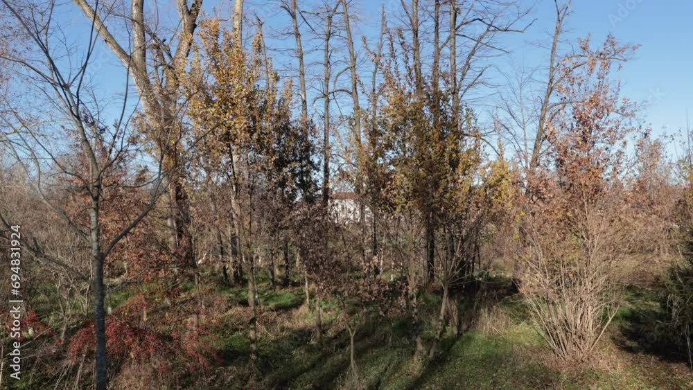 Vegetation with shrubs and plants with wind. Padana Plain landscape, northern Italy, in the winter month. Vegetation with shrubs and plants with wind. Padana Plain landscape, northern Italy, in the winter month.