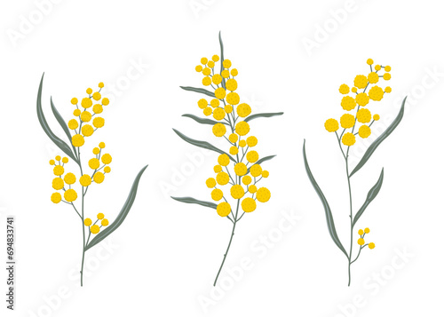 Simple hand drawn golden wattle branches set. National botanical symbol of Australia isolated on white background © chekiwart