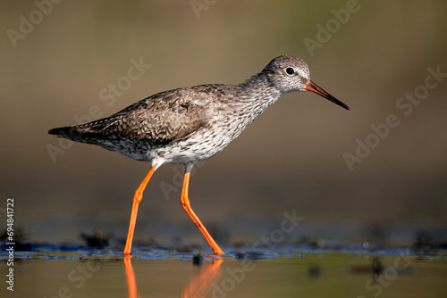 Wetlands common redshank bird in Ciudad Real, Spain wading through water