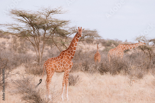 Kenyan giraffes in natural habitat at Samburu & Masai Mara