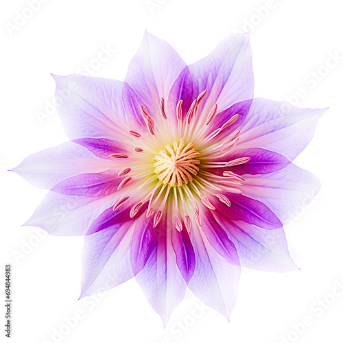 Translucent multi-colored flower isolated on white background