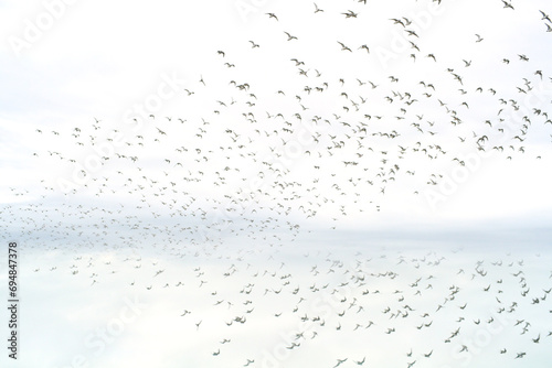 Flock of birds flying in a tranquil sky photo