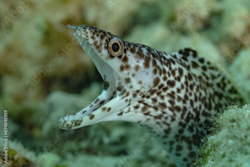 Spotted moray eel peeking out from coral reef photo